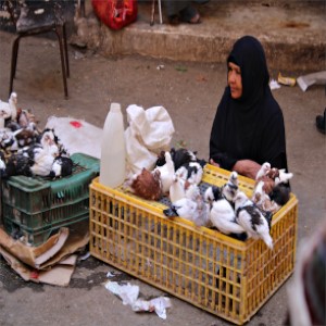 تمثل أسواق الطيور الحية في مصر بؤرًا ساخنةً لانتشار إنفلونزا الطيور